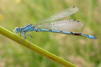 Coenagrion mercuriale.jpg