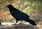 Corvus corax (FWS).jpg