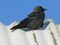Corvus monedula Lithuania 6784.jpg