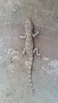 Cyrtopodion russowi3.jpg