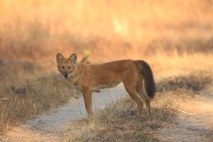 Dhole or Wild dog (32).jpg