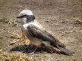 Northern White-crowned Shrike Eurocephalus ruepelli in Tanzania 2943 Nevit.jpg