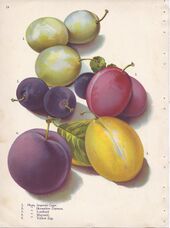 Page 14 plum - Imperial Gage, Shropshire Damson, Lombard, Maynard, Yellow Egg.jpg