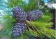 Pinus sibirica Urals1.jpg