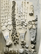 Plesioelasmosaurus holotype elements.png
