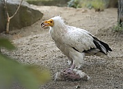 Schmutzgeier (Neophron) 01.jpg