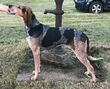 Stacked English Coonhound.jpg