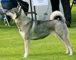 Swedish Elkhound.jpg