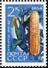 The Soviet Union 1964 CPA 3063 stamp (Agricultural Crops of the USSR. Maize or corn 'VIR 42' (Zea mays)).jpg