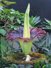 Titan Arum Nov20 2005.jpg