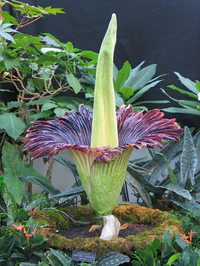 Titan Arum Nov20 2005.jpg