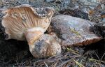 Tricholoma colossus.jpg