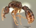 Anomalomyrma taylori casent0101976 profile 1.jpg
