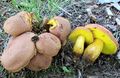 Aureoboletus innixus 648147.jpg
