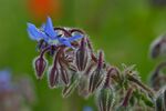 Borretsch Borage.jpg