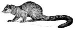 Cambridge Natural History Mammalia Fig 214.jpg