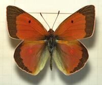 Colias.aurorina.heldreichi.mounted.jpg