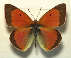 Colias.aurorina.heldreichi.mounted.jpg