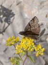 Erynnis marloyi marloyi 1.jpg
