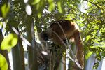 Eulemur macaco Lokobe 519.jpg