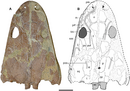 Holotype skull of Buettnererpeton bakeri.png