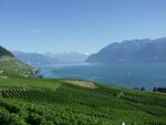 Lavaux Alpes et Lac léman.jpg