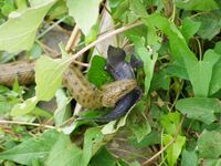 Natrix tessellata capturing a Gobius fish - 20060710.jpg