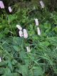 Persicaria bistorta.jpg