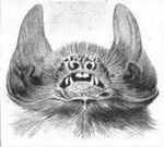 Pteronotus davyi.jpg