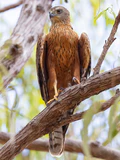 Red Goshawk 0A2A8403 2.jpg