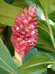 Starr 070124-3790 Alpinia purpurata.jpg