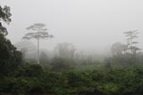 Taï National Park (24148248710).jpg