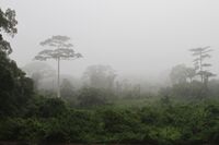Taï National Park (24148248710).jpg