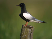 White-winged Tern, Mścichy, Biebrzański Park Narodowy, Polska.jpg