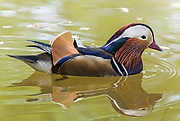 Aix galericulata (Male), Richmond Park, UK - May 2013.jpg