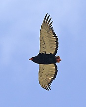 Bateleur (Terathopius ecaudatus) - Flickr - Lip Kee.jpg