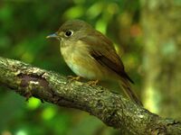 Brown breasted flycatcher.jpg