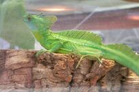 CAS-BioD-Canopy-Green Basilisk.JPG