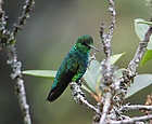 Chlorostilbon melanorhynchus Esmeralda occidental Western Emerald (male) (16898712571).jpg