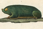 Chrysochloris asiatica.png