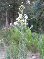 Conyza bonariensis.jpg