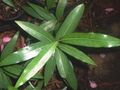 Crystal Creek Walnut - leaves.JPG