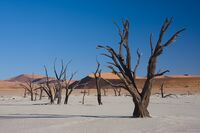Dead Vlei 4.jpg