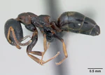 Dolichoderus quadripunctatus casent0173127 profile 1.jpg