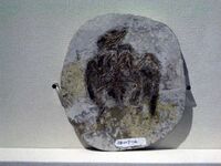 Eoenantiornis buhleri.JPG