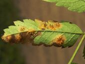 Gymnosporangium tremelloides 1 beentree.jpg