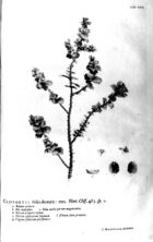 Hortus Cliffortianus-Cliffortia.jpg