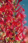 Lobelia cardinalis-02.jpg