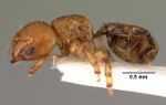 Melissotarsus beccarii casent0101464 profile 1.jpg