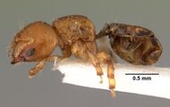 Melissotarsus beccarii casent0101464 profile 1.jpg